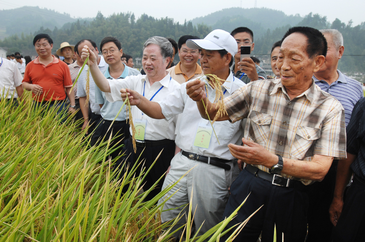 又破紀(jì)錄！袁隆平團(tuán)隊(duì)湖南衡南雙季稻測(cè)產(chǎn)畝產(chǎn)突破1600公斤